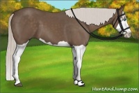 Horse Color:Silver Black Splash