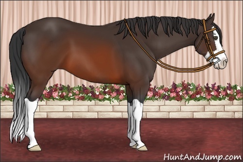 Horse Color:Brown Splash