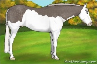 Horse Color:Silver Black Splash