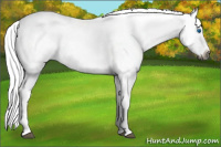 Horse Color:Gray Silver Bay Splash