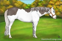 Horse Color:Silver Black Splash