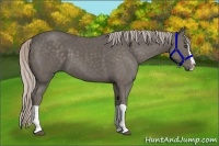 Horse Color:Silver Black Splash