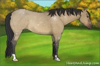 Horse Color:Bay Dun Frame 