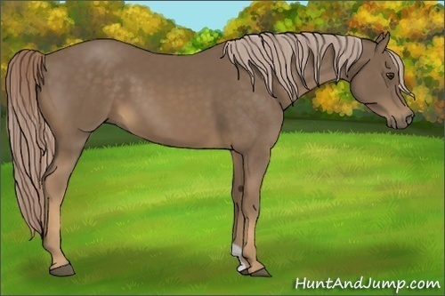 Horse Color:Chocolate Palomino 