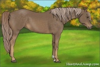 Horse Color:Chocolate Palomino 