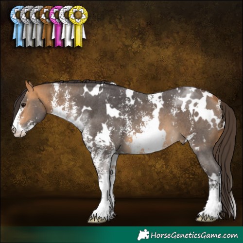 Horse Color:White Spotted Buckskin Sabino 