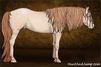 Horse Color:Buckskin Pearl 