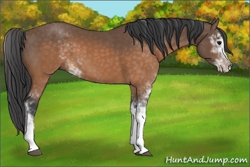 Horse Color:Buckskin Sabino