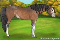 Horse Color:Buckskin Sabino