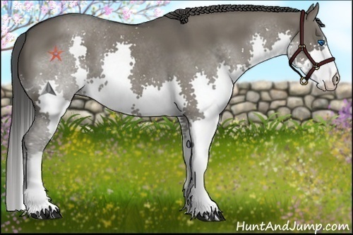 Horse Color:Smoky Grullo Splash 