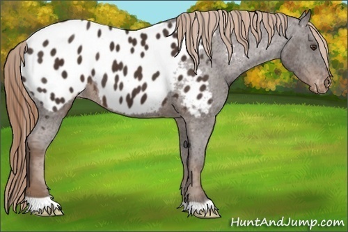 Horse Color:Liver Chestnut Appaloosa