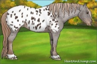 Horse Color:Liver Chestnut Appaloosa 