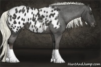 Horse Color:Liver Chestnut Appaloosa 