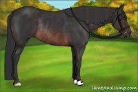 Horse Color:Brown Rabicano Brindle
