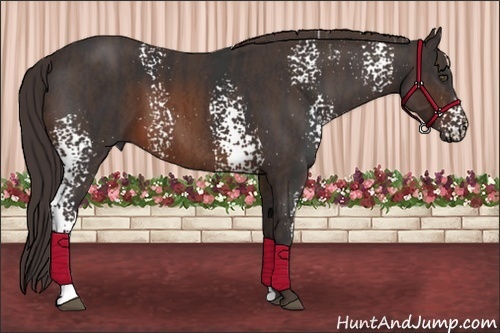 Horse Color:White Spotted Brown  Brindle