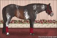 Horse Color:White Spotted Brown  Brindle