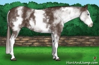 Horse Color:White Spotted Liver Chestnut Splash 