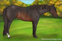 Horse Color:Brown Tobiano Rabicano  Brindle