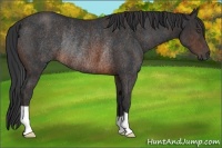 Horse Color:Brown Rabicano Brindle