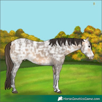 Horse Color:White Spotted Buckskin Ice 