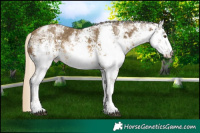 Horse Color:White Spotted Chocolate Palomino Mushroom Sabino