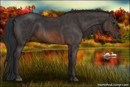 Horse Color:Brown Rabicano Brindle