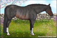 Horse Color:Brown Rabicano Brindle