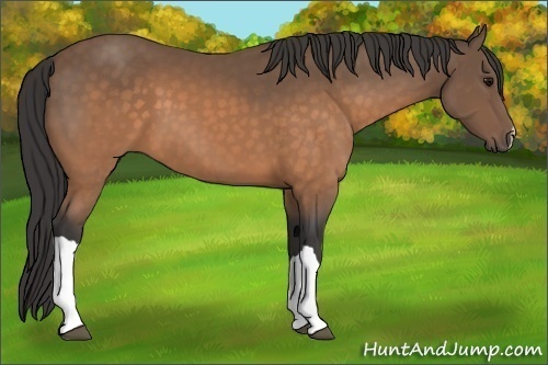 Horse Color:Buckskin 