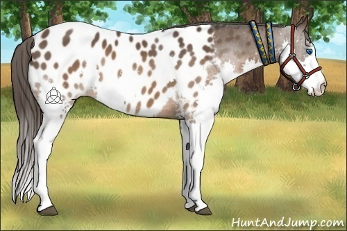 Horse Color:Brown Splash Near Leopard 