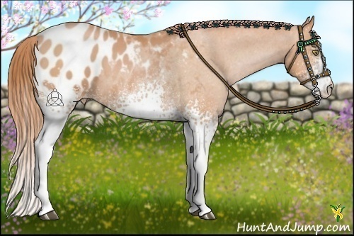 Horse Color:White Spotted Bay Pearl Appaloosa 