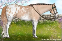 Horse Color:White Spotted Bay Pearl Appaloosa 