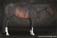 Horse Color:Brown Rabicano Brindle