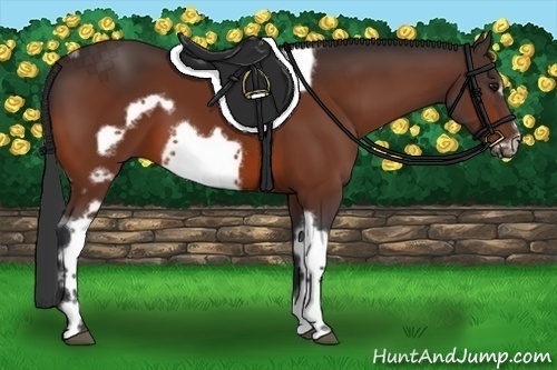Horse Color:Bay Tobiano Frame 