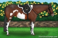 Horse Color:Bay Tobiano Frame