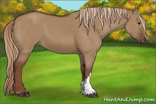 Horse Color:Red Dun