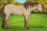 Horse Color:Red Dun 