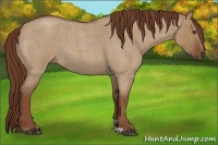 Horse Color:Red Dun Roan 