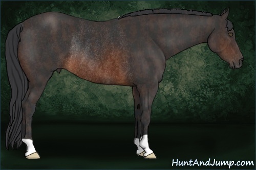 Horse Color:Brown Rabicano  Brindle