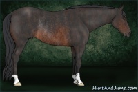 Horse Color:Brown Rabicano Brindle