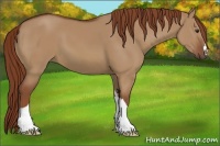 Horse Color:Red Dun 