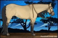 Horse Color:Buckskin Dun 
