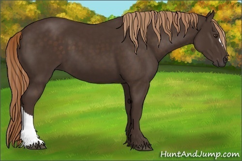Horse Color:Liver Chestnut 