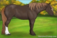 Horse Color:Liver Chestnut 