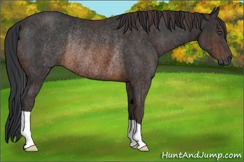 Horse Color:Brown Rabicano Brindle