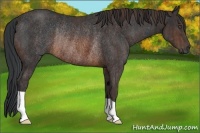 Horse Color:Brown Rabicano Brindle