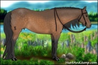 Horse Color:Buckskin 