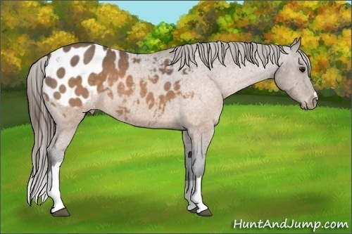 Horse Color:Buckskin Roan Appaloosa