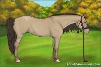 Horse Color:Classic Champagne Dun 