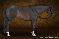 Horse Color:Brown Rabicano  Brindle