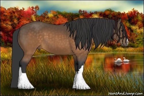 Horse Color:Buckskin 